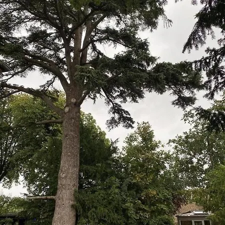 G1185 Cerisy-la-Foret